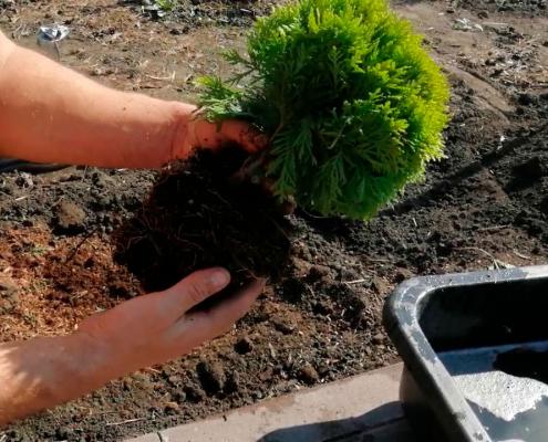 Туя западная Даника: описание сорта и его характеристики