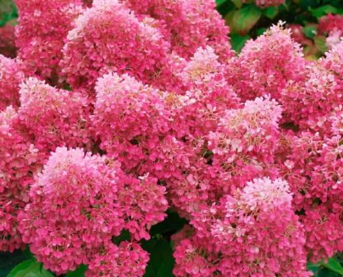 Гортензия метельчатая Petite Flori (Петит Флори): описание