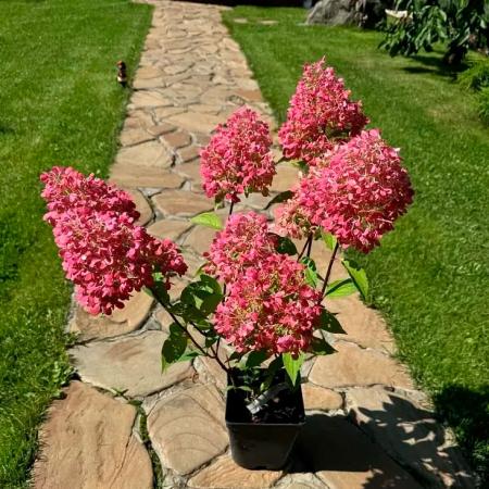Купить Гортензия метельчатая Petite Flori (Петит Флори)