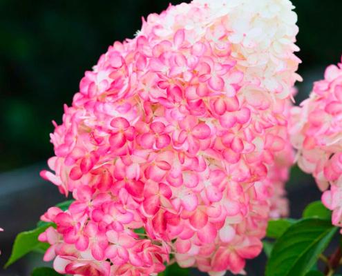Гортензия метельчатая Pink & Rose (Пинк энд Роуз): описание