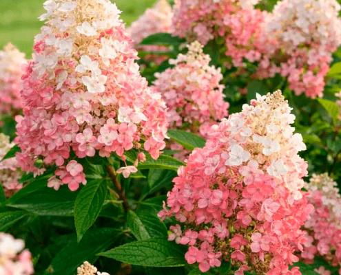 Гортензия метельчатая Pink & Rose (Пинк энд Роуз): описание