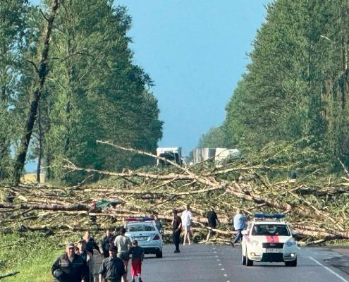 Лучшие сорта голубики для Беларуси по климатическим зонам