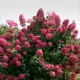 Гортензия метельчатая Wim’s Red (Вимс Ред): описание сорта