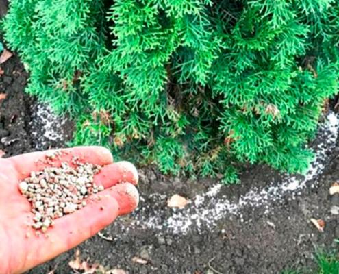 Чем подкормить тую: полное руководство по подкормке
